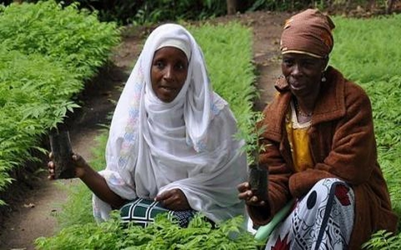 Une alliance pour la sauvegarde de 100 millions d’hectares de forêts en Afrique