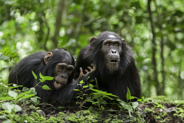 Rainforest Pétition : Non au sacrifice des primates pour le pétrole en RDC !