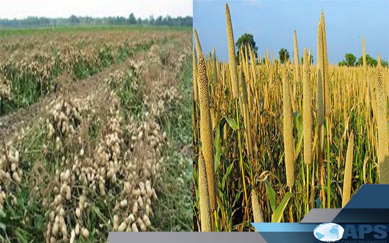 Sénégal: une étude annonce une chute des superficies cultivées en arachide et mil