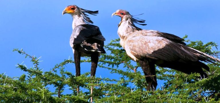 Togo – Espèces protégées menacées : le serpentaire messager disparaît pour cause de chasse illicite