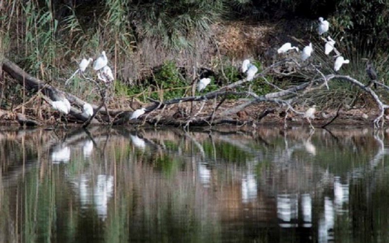 Les bienfaits des zones humides et la nécessité de leur préservation