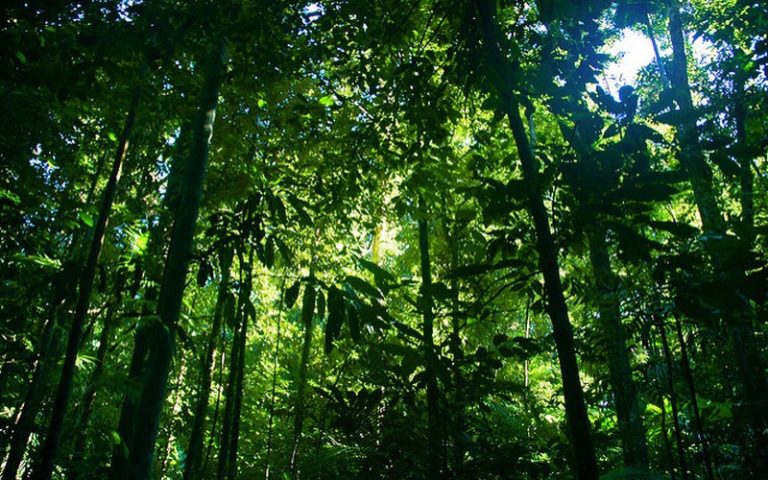 Google Earth à l’origine de la découverte d’une forêt tropicale en Afrique
