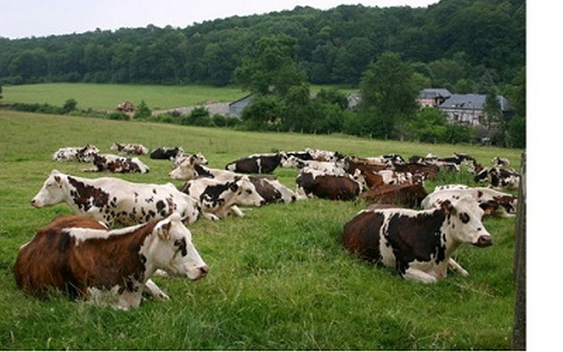 La CEMAC compte relancer son élevage et son agriculture