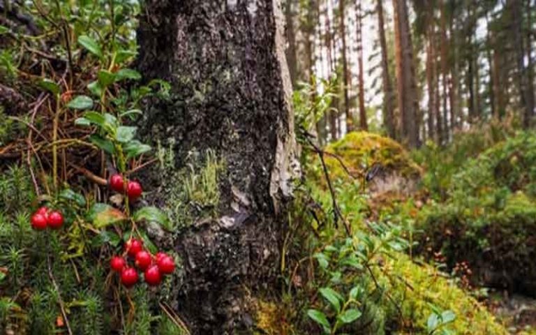 La FAO dévoile les 7 mystères que cache la forêt