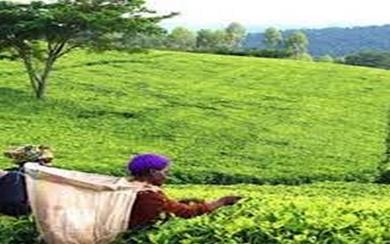 La SFI finance l’agriculture du Malawi