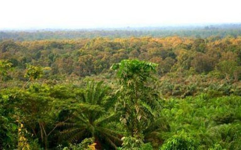 La taille des forêts ghanéennes réduite de moitié entre 2000 et 2018