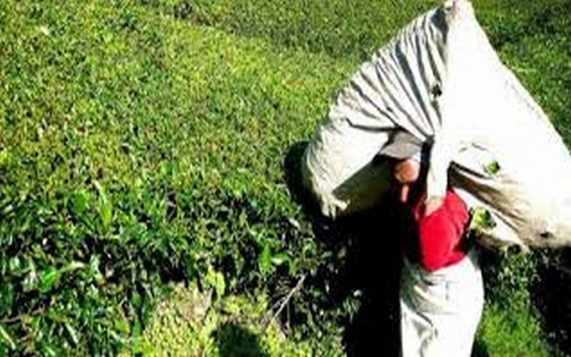 Le Rwanda fixe ses objectifs dans le café, le thé et l’horticulture pour 2024