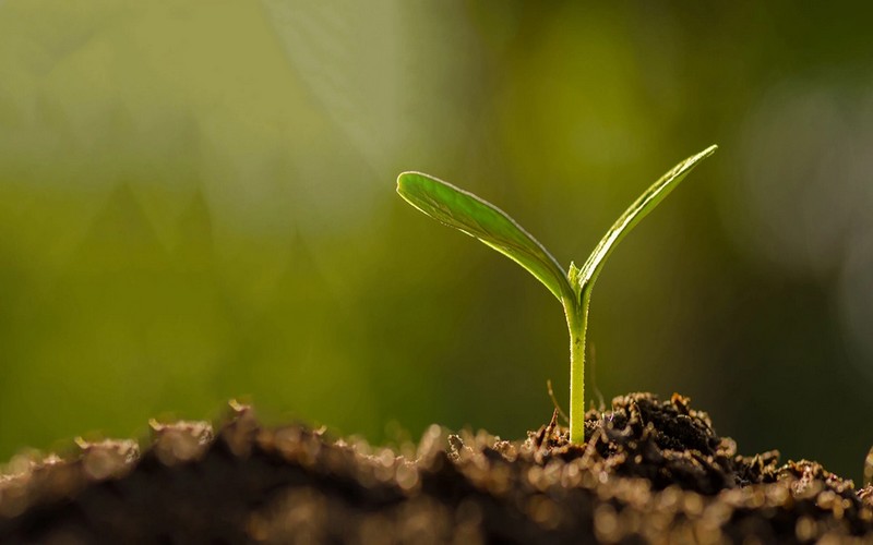 Le secteur semencier africain hanté par un déficit de financement