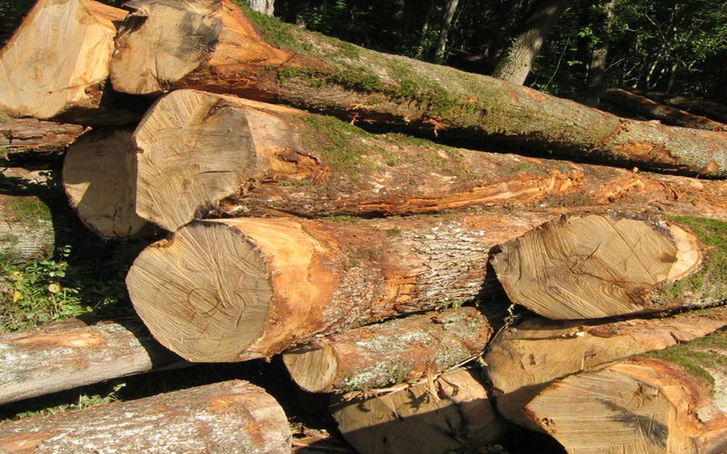 Les exportations du bois plombées au port de Douala (Cameroun)