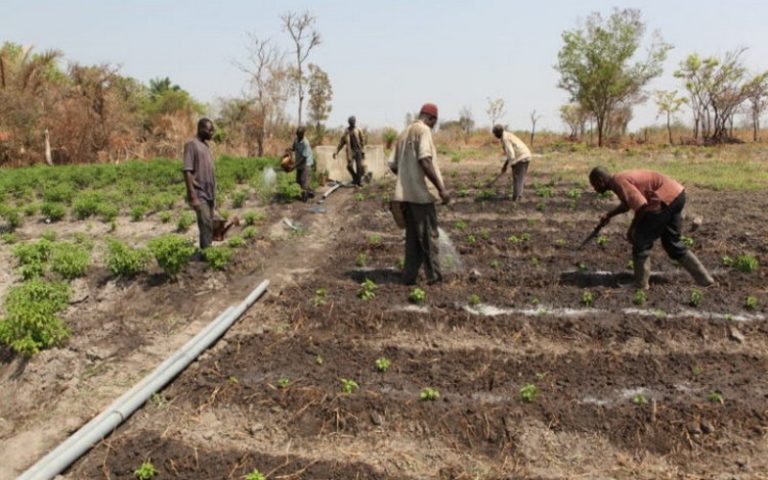 Les prouesses de la BOAD dans le développement de l’agriculture ouest-africaine