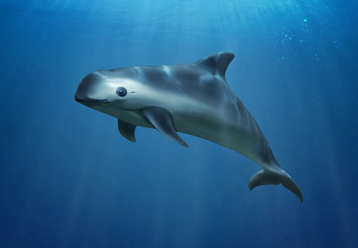 La planète en crise : il ne reste plus que 12 marsouins du Pacifique