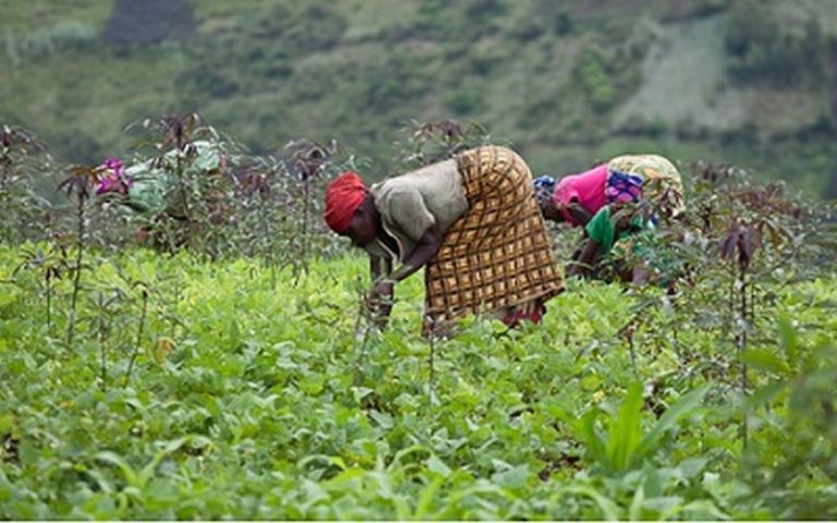 Vers la mise en place des communautés agricoles et forestières face au climat