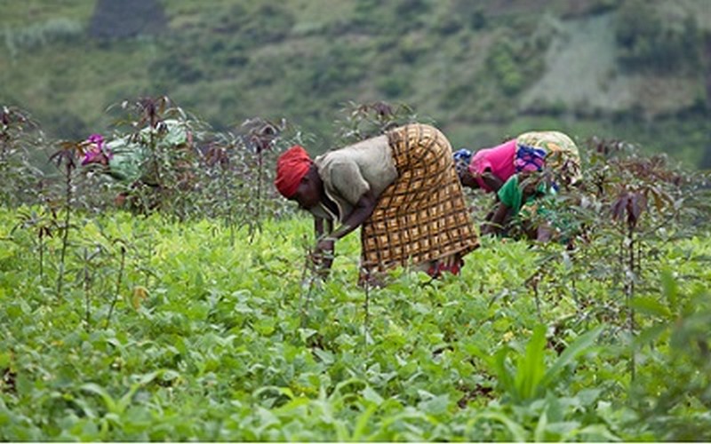 Vers la mise en place des communautés agricoles et forestières face au climat