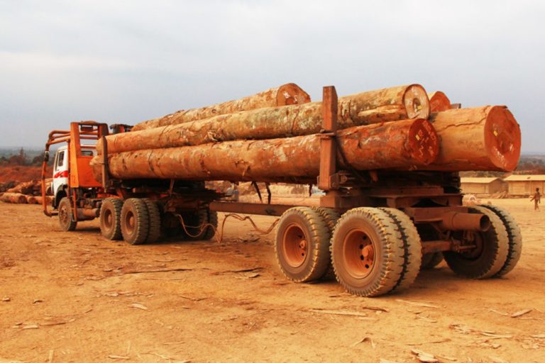 RDC : La razzia des forêts par des sociétés européennes (rapport Global Witness)