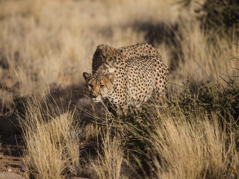 Namibie, l’espoir renaît pour les guépards