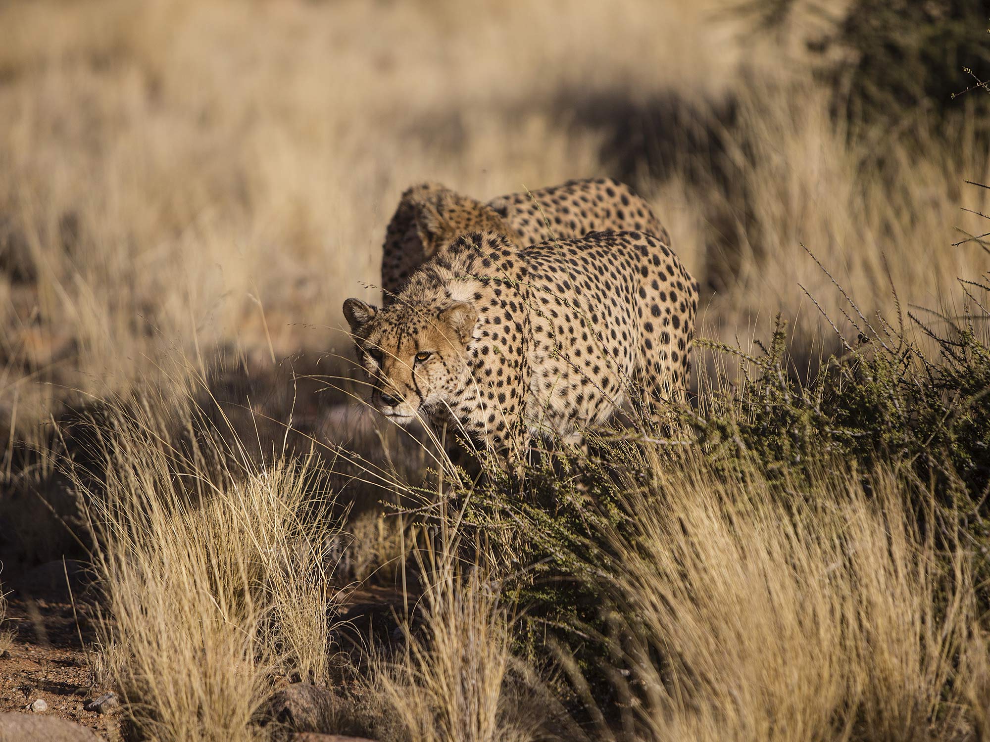Namibie, l’espoir renaît pour les guépards