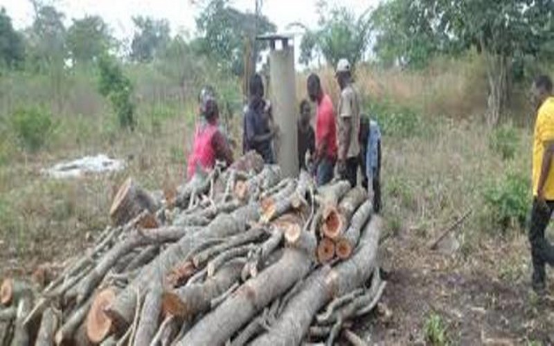 La demande croissante de combustibles, source d’une «grave dégradation » des forêts