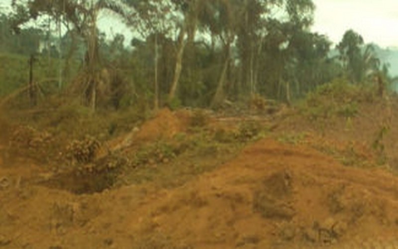 Energie-Bois : le Cameroun à l’heure de la préservation de l’environnement