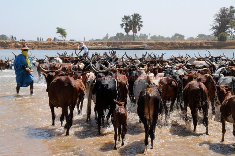 La sécheresse au Mali pousse les éleveurs à la transhumance vers le Niger