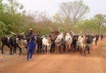 Transhumance et conflits entre éleveurs et agriculteurs : Le Bénin adopte un code pastoral