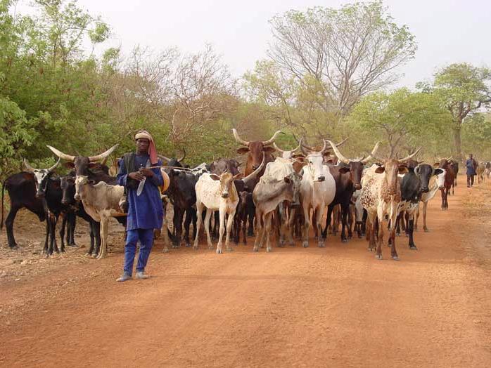 Transhumance et conflits entre éleveurs et agriculteurs : Le Bénin adopte un code pastoral