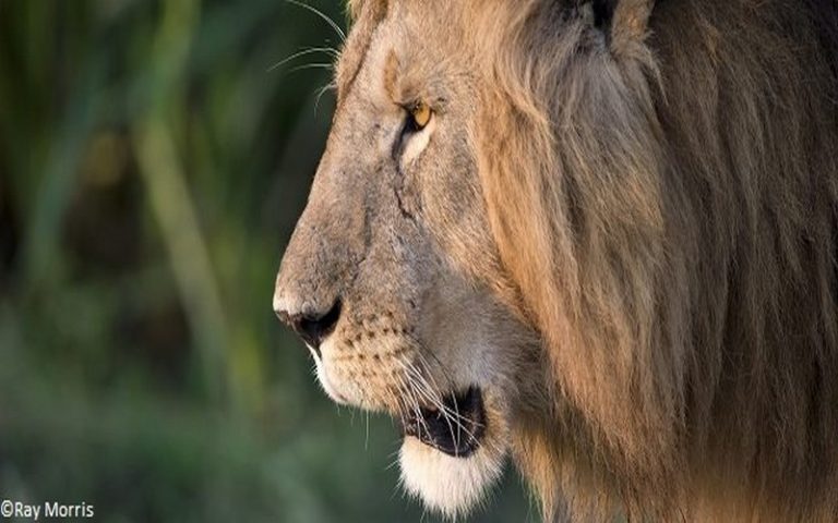 Alerte ! Les lions vivant en Afrique de l’Ouest menacés d’extinction