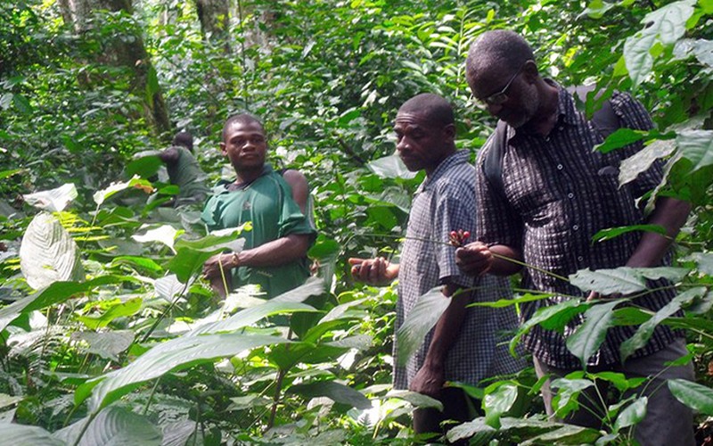 Brazzaville va accueillir le forum sur le monitoring des forêts du Bassin du Congo