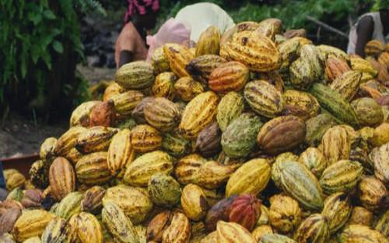 Cameroun : les exportateurs de cacao retirent leurs personnels de la région du Sud-Ouest