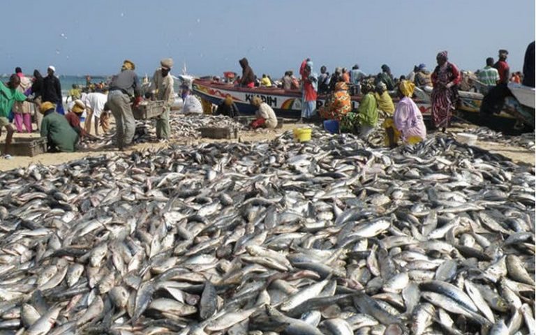 Les espèces halieutiques les plus exploitées au Sénégal