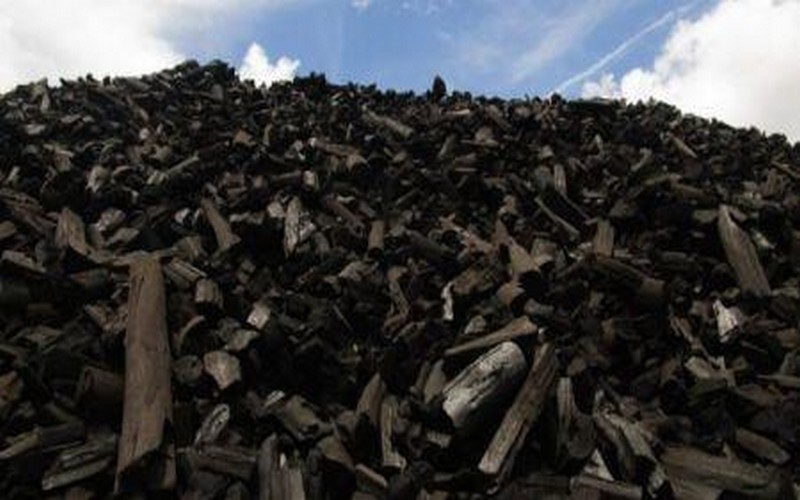 Des restrictions sur l’exploitation forestière en Angola