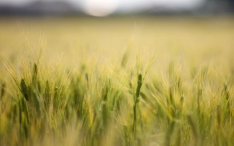 Des scientifiques percent le mystère du génome complet du blé tendre