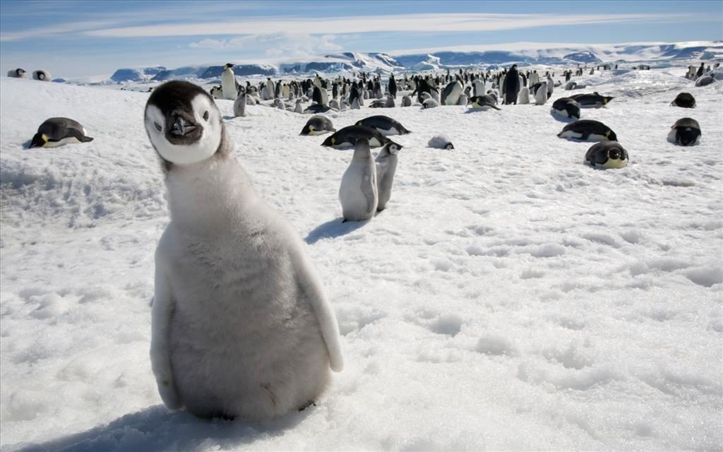 Changement climatique en Antarctique : sur 18 000 bébés manchots, seuls deux ont survécu