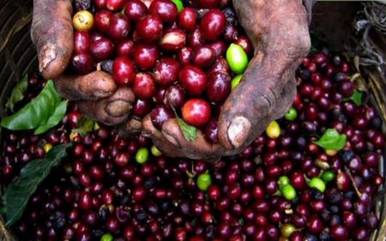 Importation du café kényan : l’Amérique compte supprimer les intermédiaires