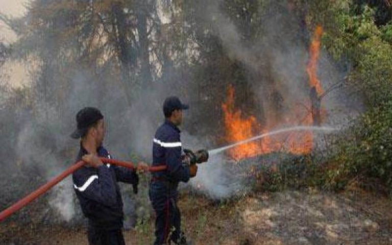 Quatre hectares de la forêt de Babour (Algérie) ravagés par les flammes