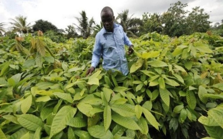 La BAD au chevet du Ghana et de la Côte d&rsquo;Ivoire pour combattre le swollen shoot