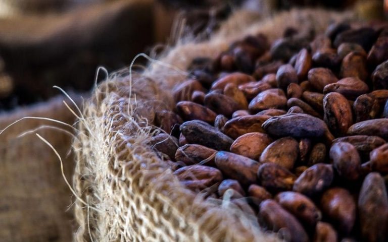 La crise en zone anglophone plombe les exportations de cacao au Cameroun