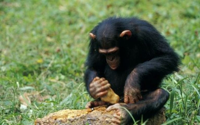 La culture du palmier à huile, une menace pour les primates en Afrique
