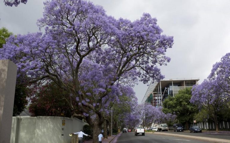 La forêt urbaine de Johannesburg (Afrique du Sud) menacée
