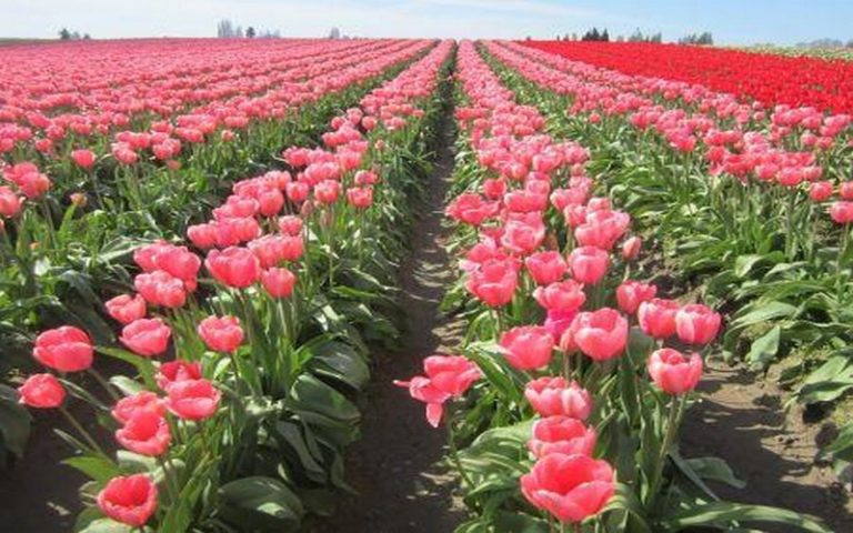Le Zimbabwe vise 200 millions $ de la floriculture d’ici 2023