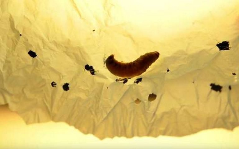 Les larves de cire contribueraient à la lutte contre le plastique