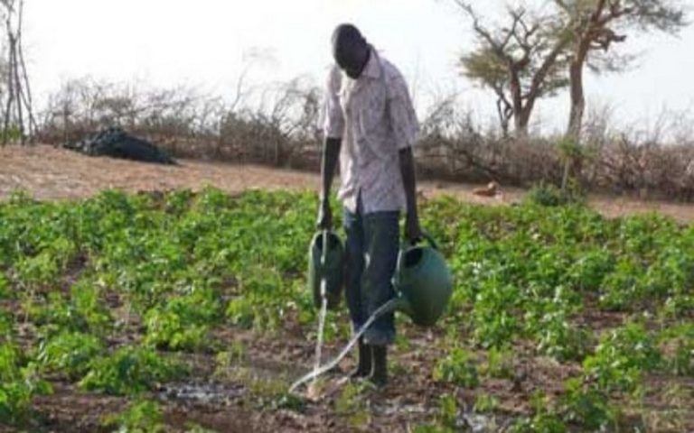 Les projets d’assurances agricoles de plus en plus présents en Afrique de l’Ouest