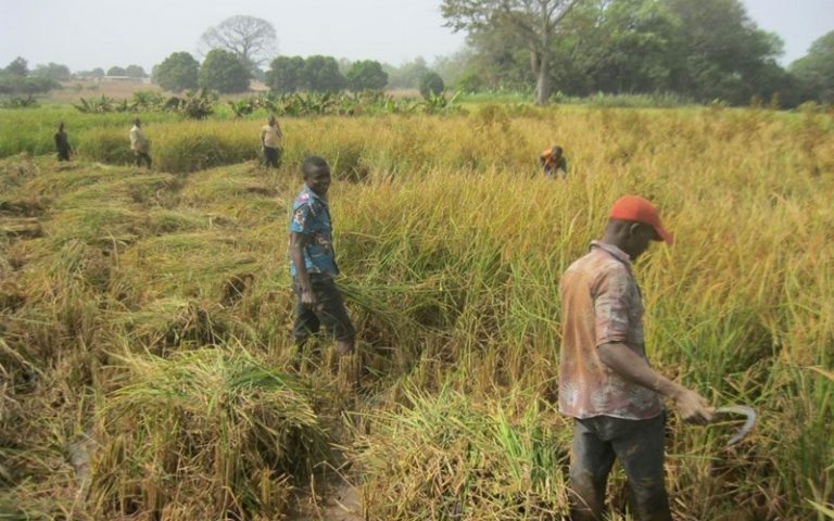 L’Etat de Cross River (Nigéria) pourrait tirer plus de 35,9 millions $ par an de son riz