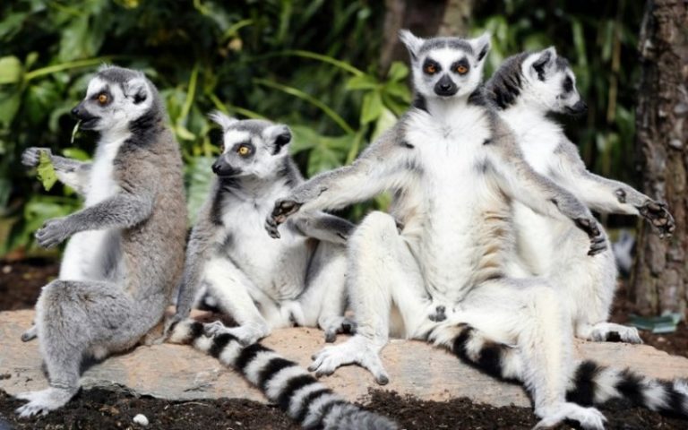 L’UICN alerte sur la menace d&rsquo;extinction des lémuriens à Madagascar