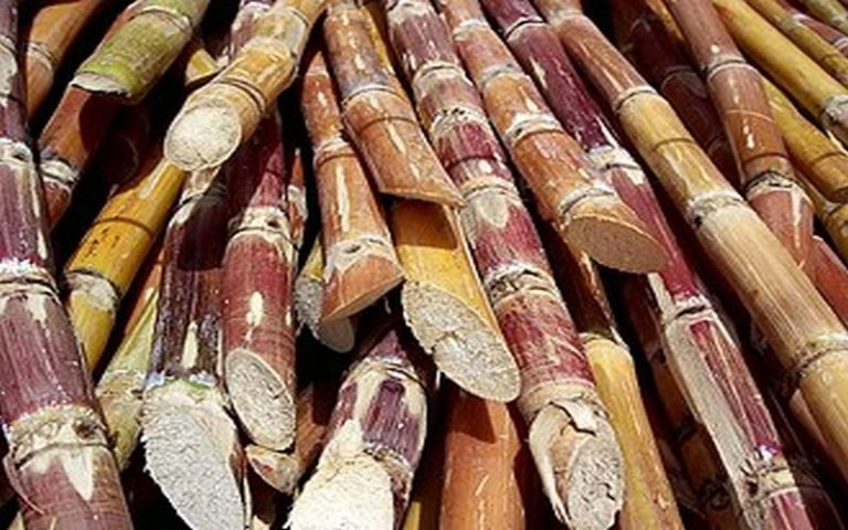 L’agonie de la filière de la canne à sucre en Ile Maurice