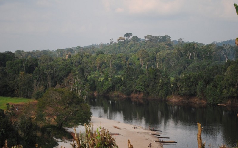 Protection de l’environnement : la FAO mise sur les forêts et les arbres