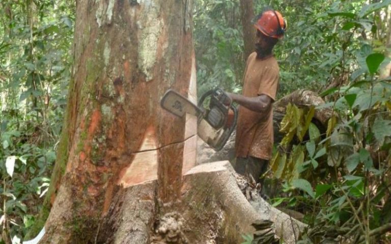 RDC : la société civile accuse Gabriel Amisi d’exploiter illégalement de bois