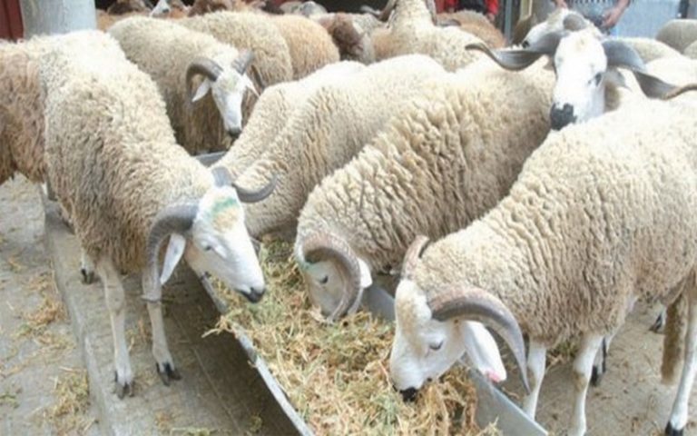 Tabaski 2018 : les prix des moutons jugés excessifs en Algérie