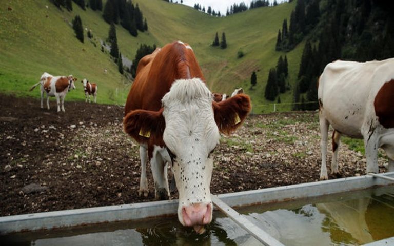 Une pénurie de foin en Europe à cause de la sécheresse