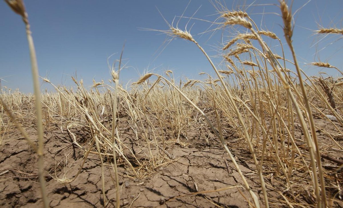 Flambée du prix des céréales sur le marché mondial due à la Sécheresse