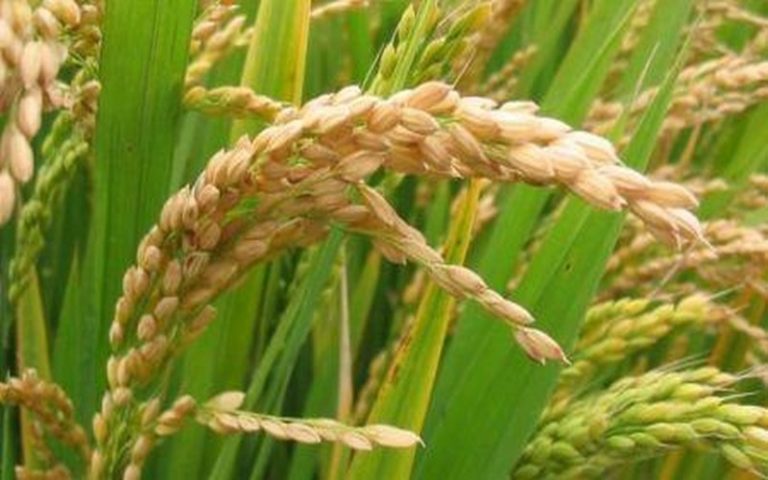 21 000 ha de riz victimes de la furie des inondations à Kebbi (Nigéria)